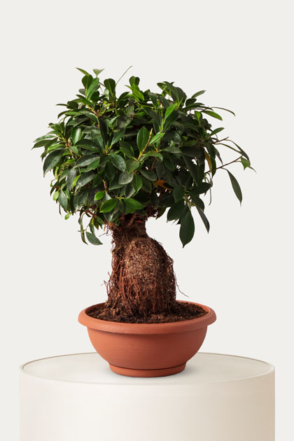 Ficus ginseng bonsai