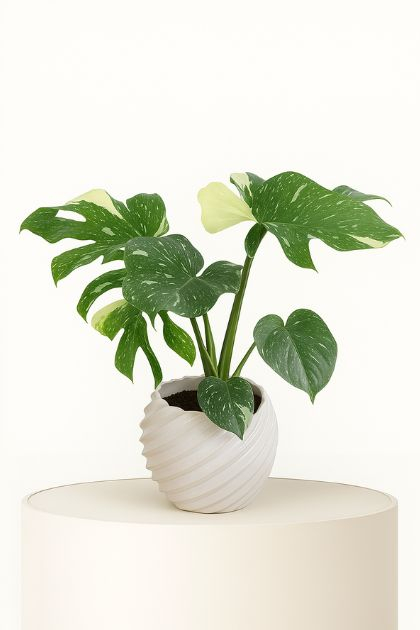 Philodendron Monstera Thai Constellation