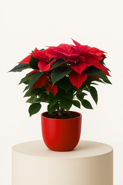 Poinsettia (Stella di Natale)