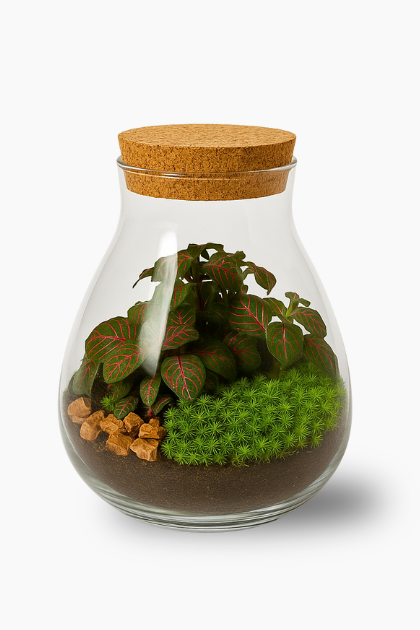 Terrarium con Fittonia Lilly 002