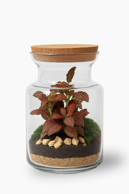 Terrarium con Fittonia Rini 002