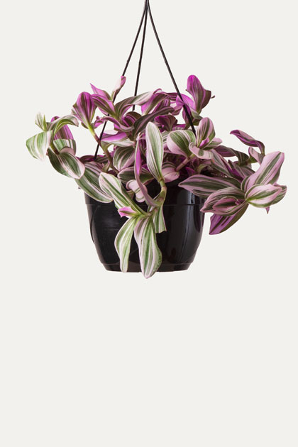Tradescantia basket