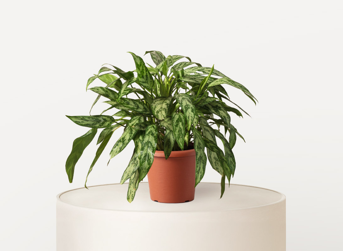 Aglaonema silver queen