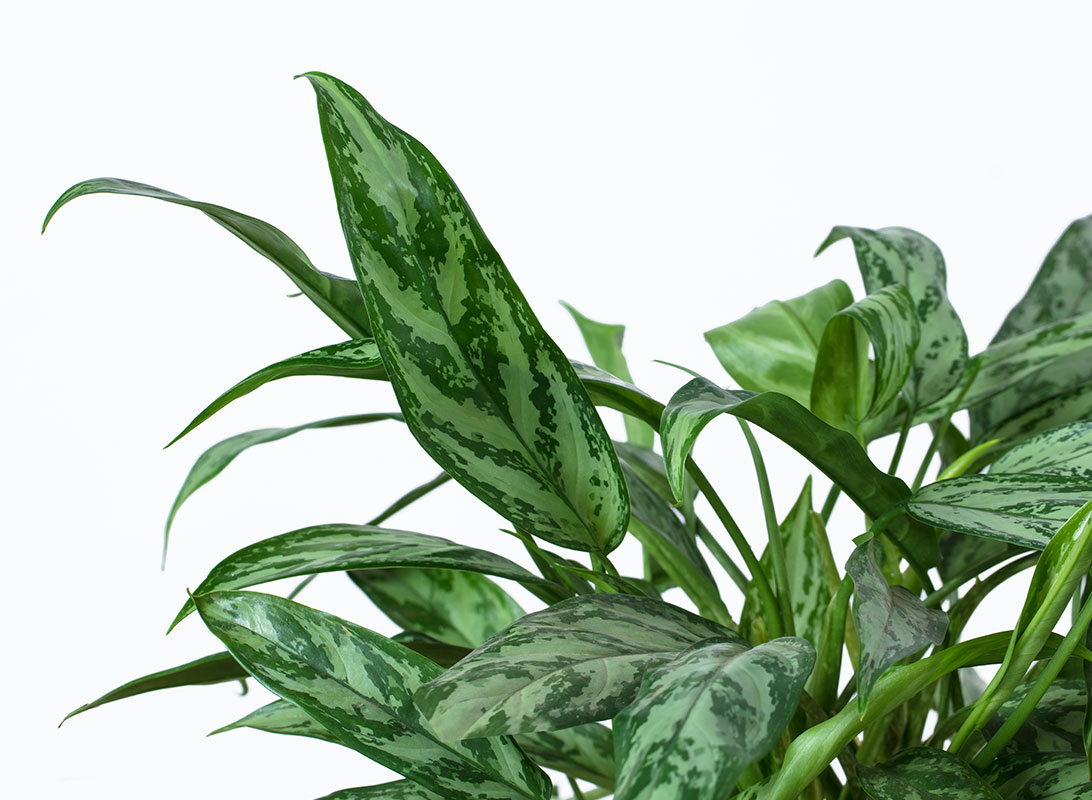 Aglaonema silver queen