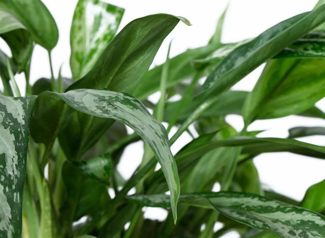 Aglaonema silver queen