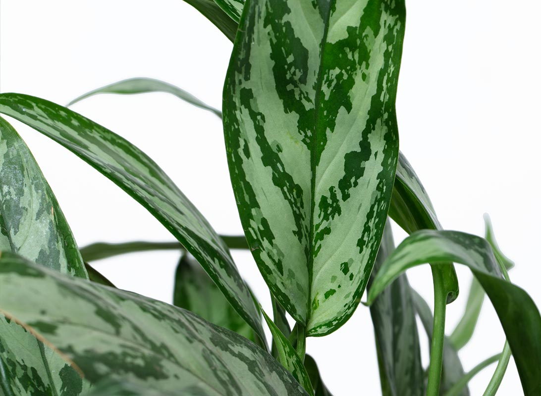 Aglaonema silver queen