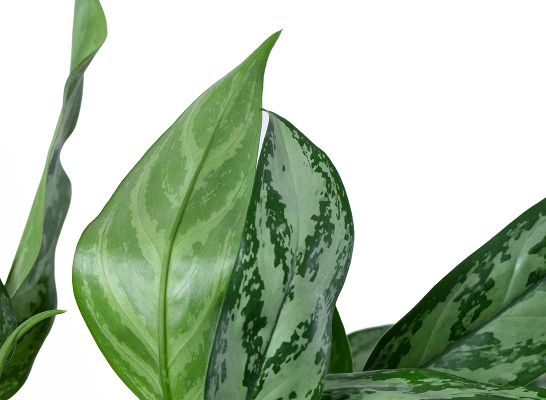 Aglaonema silver queen