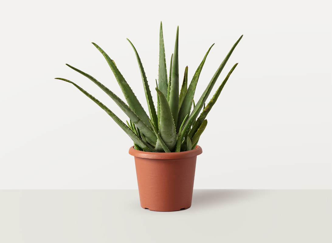 Aloe vera