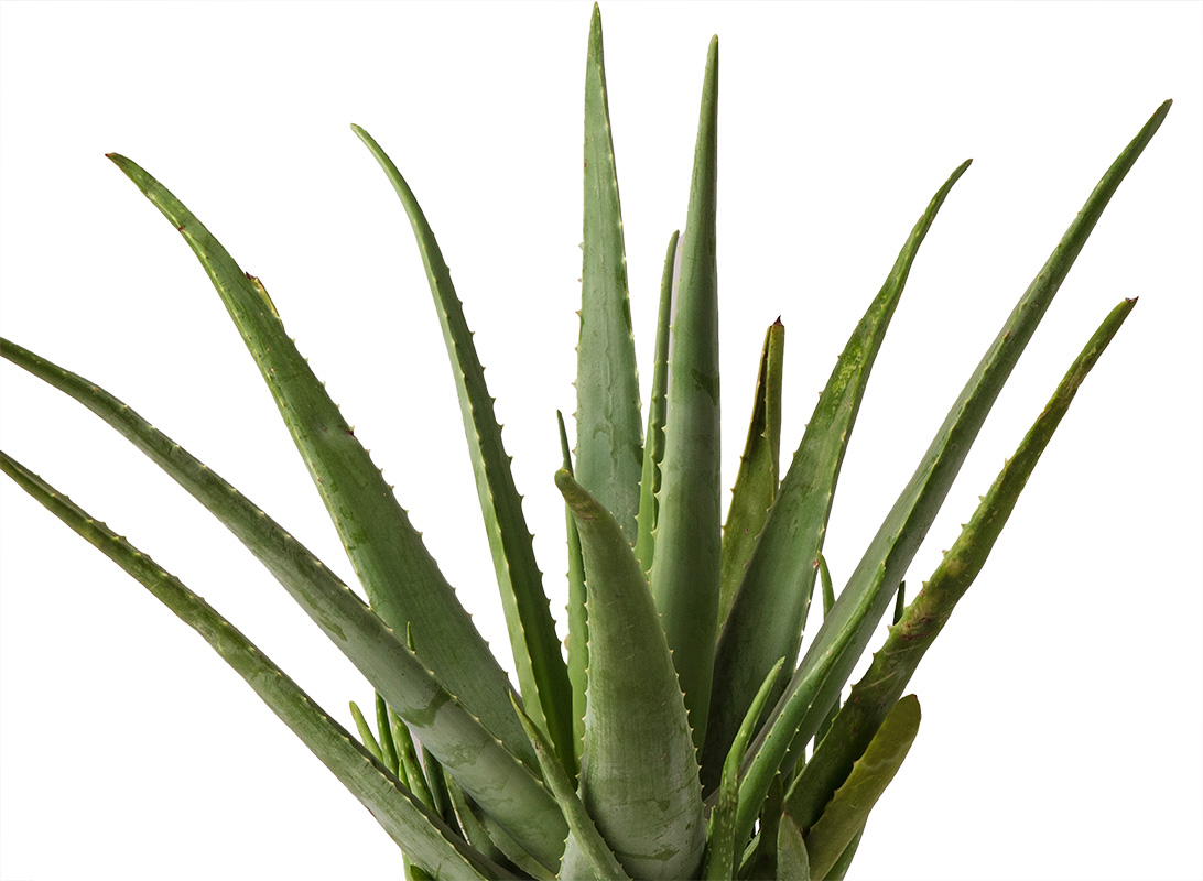 Aloe vera
