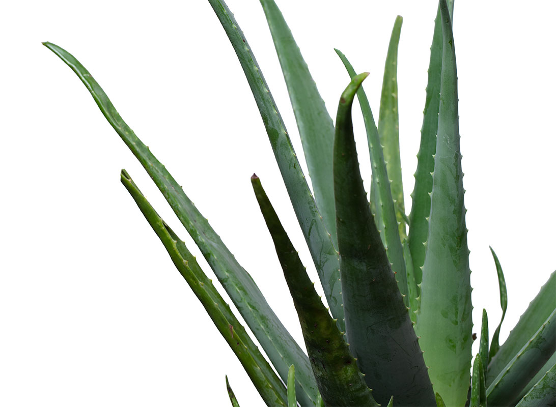 Aloe vera