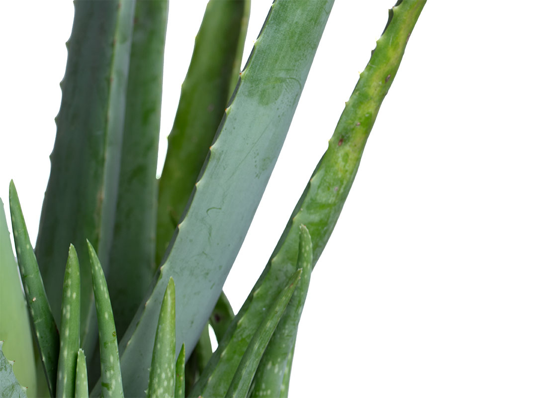 Aloe vera