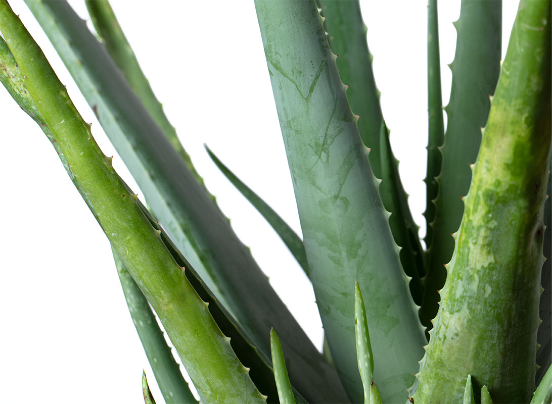 Aloe vera