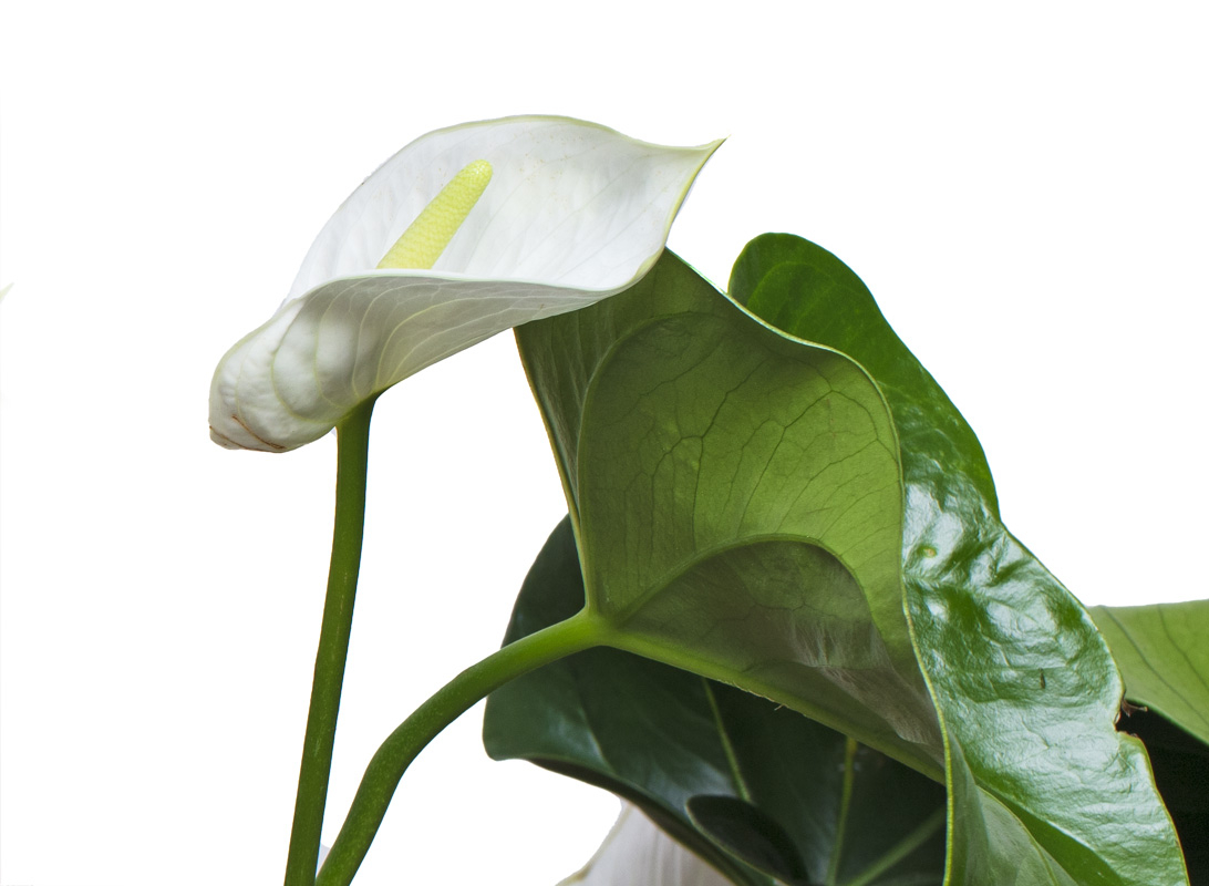 Anthurium bianco
