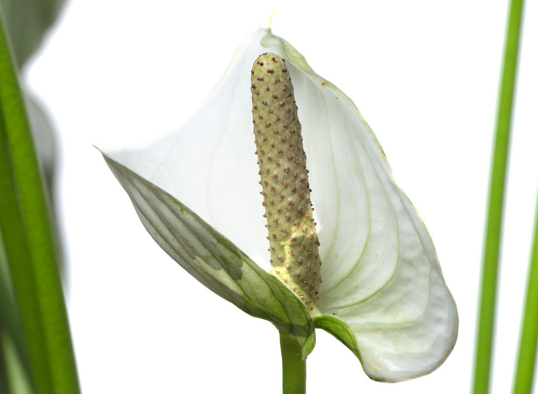 Anthurium bianco
