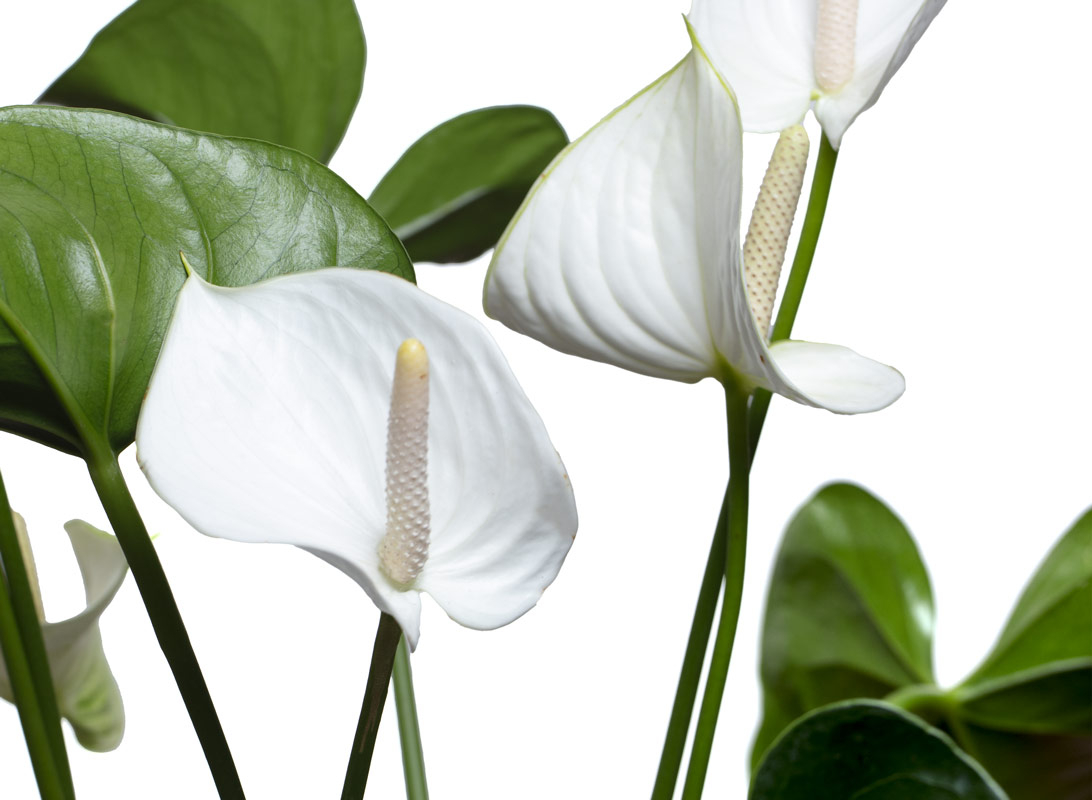 Anthurium bianco