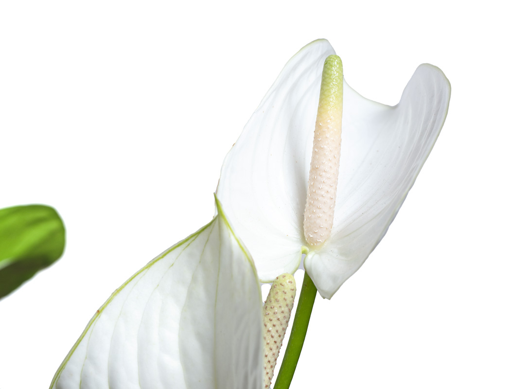 Anthurium bianco