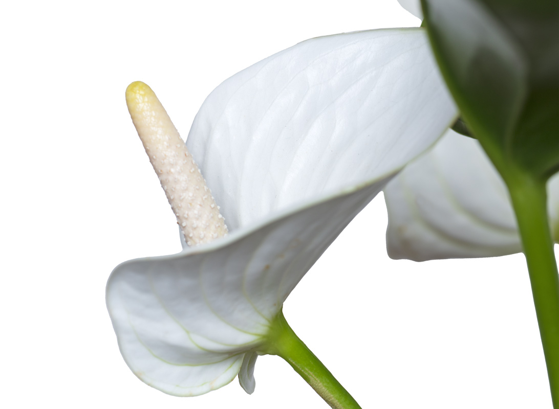 Anthurium bianco