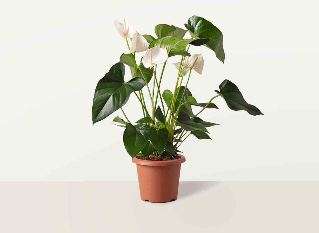 Anthurium bianco