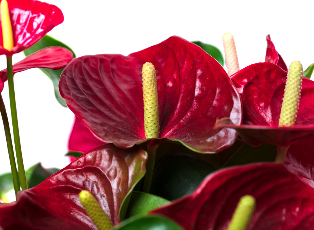 Anthurium rosso