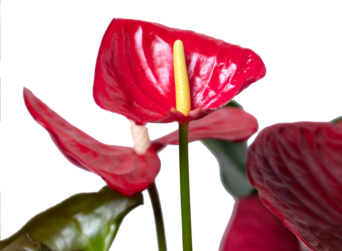 Anthurium rosso
