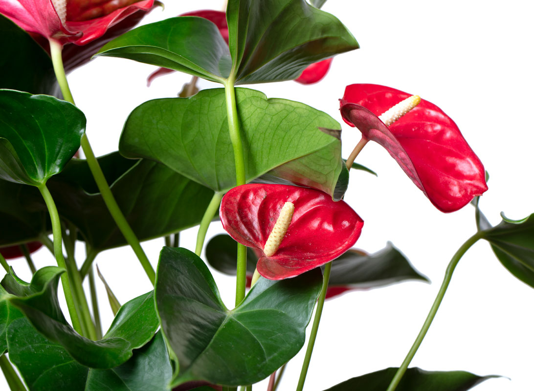 Anthurium rosso