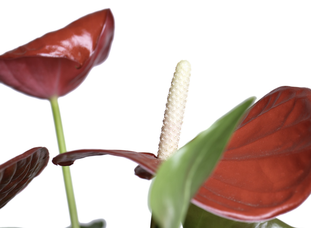 Anthurium rosso