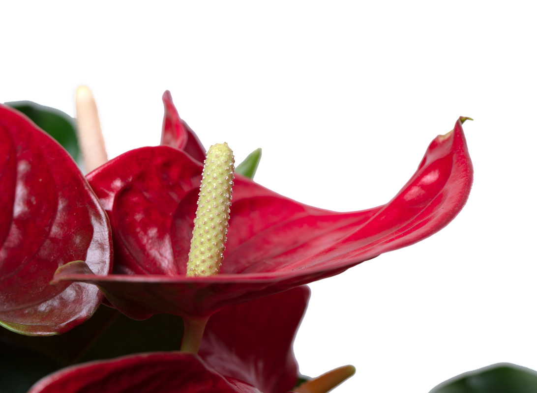Anthurium rosso