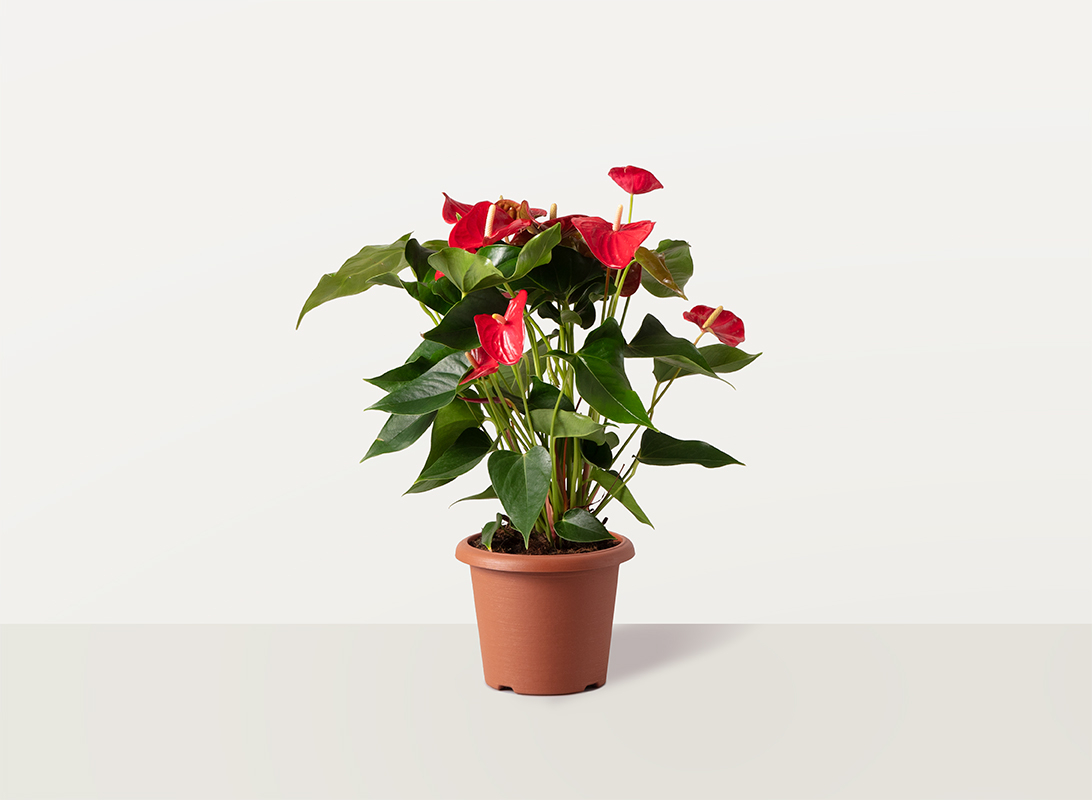Anthurium rosso