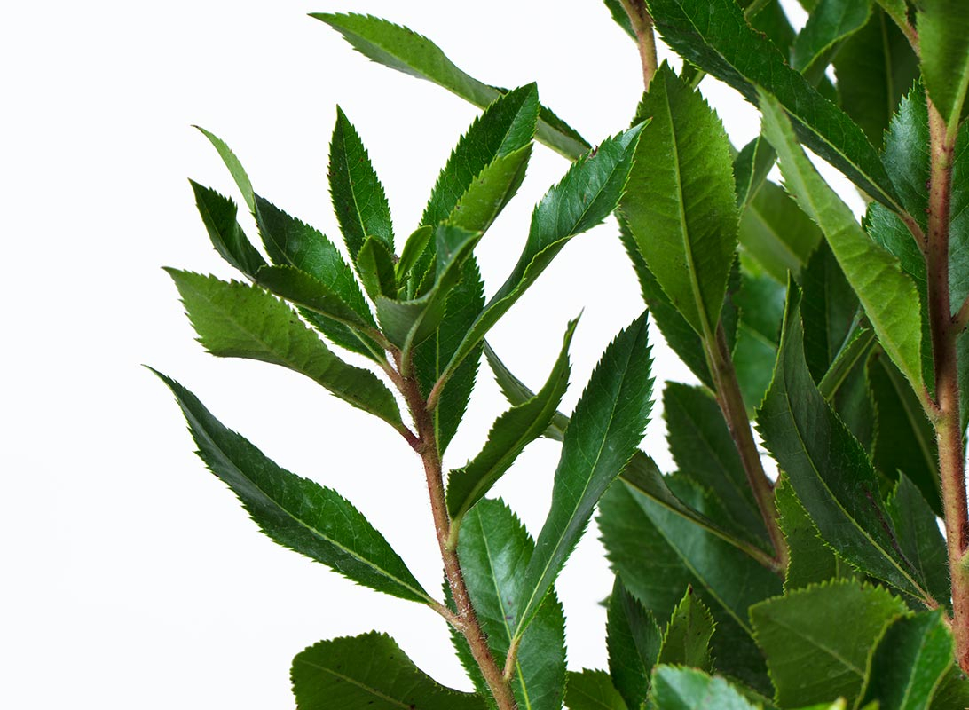 Arbutus unedo (corbezzolo)