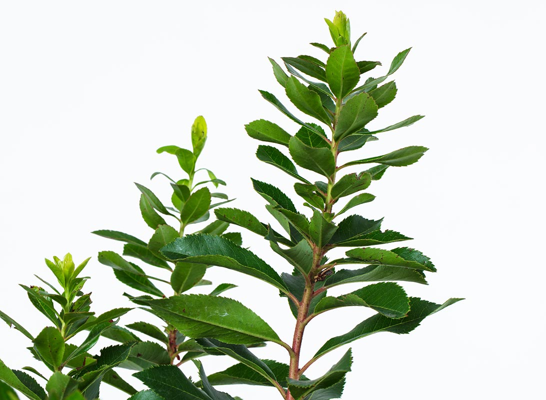 Arbutus unedo (corbezzolo)