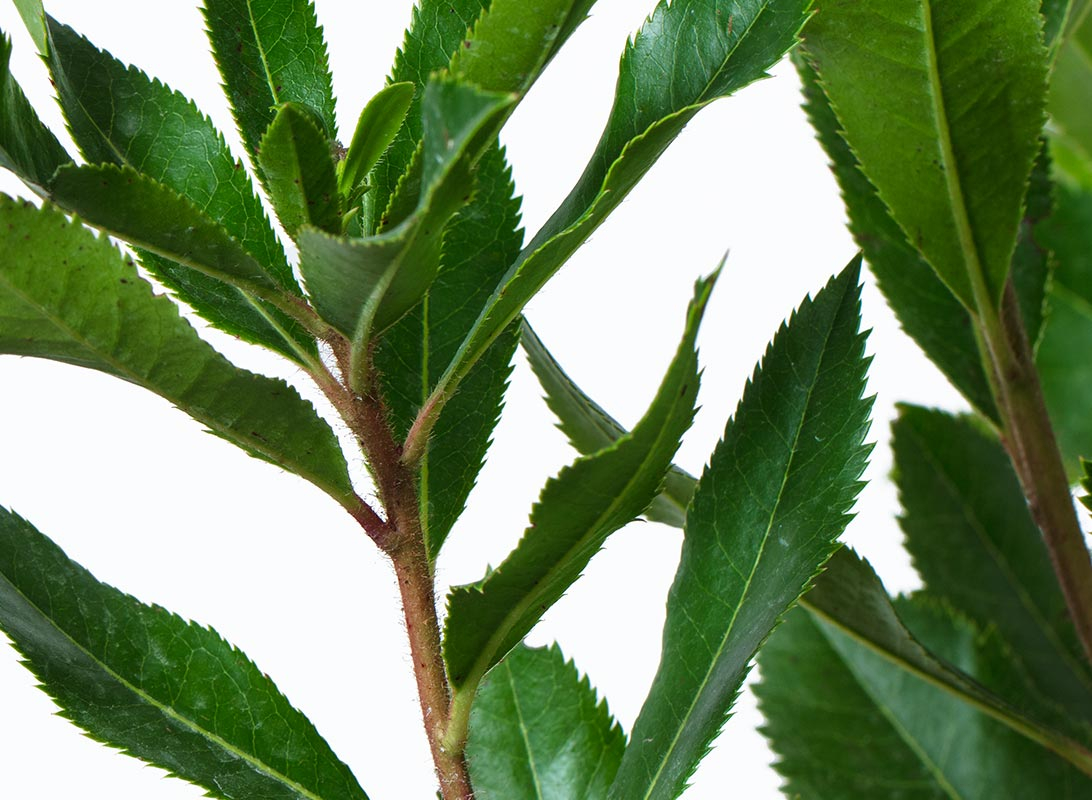Arbutus unedo (corbezzolo)