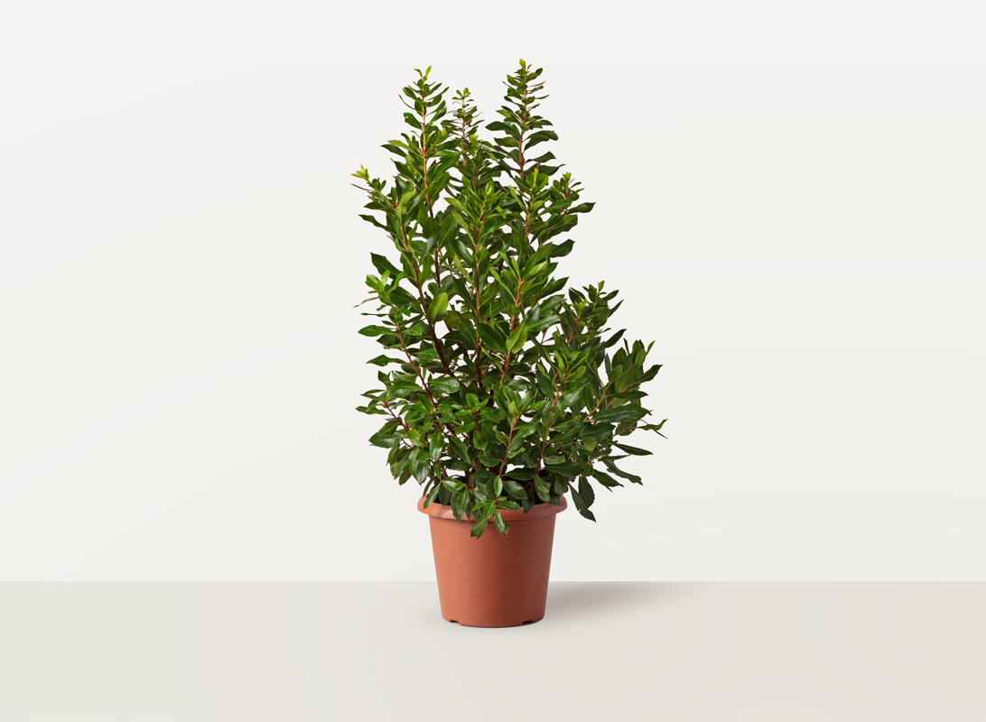 Arbutus unedo (corbezzolo)