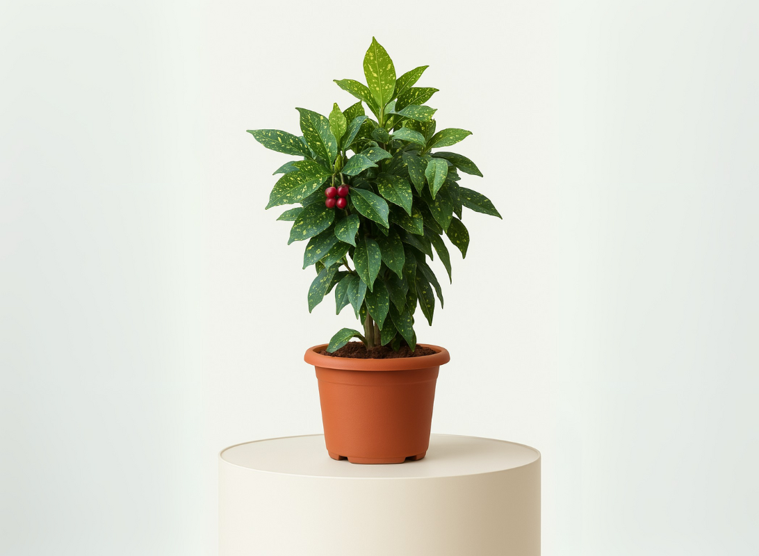 Aucuba japonica