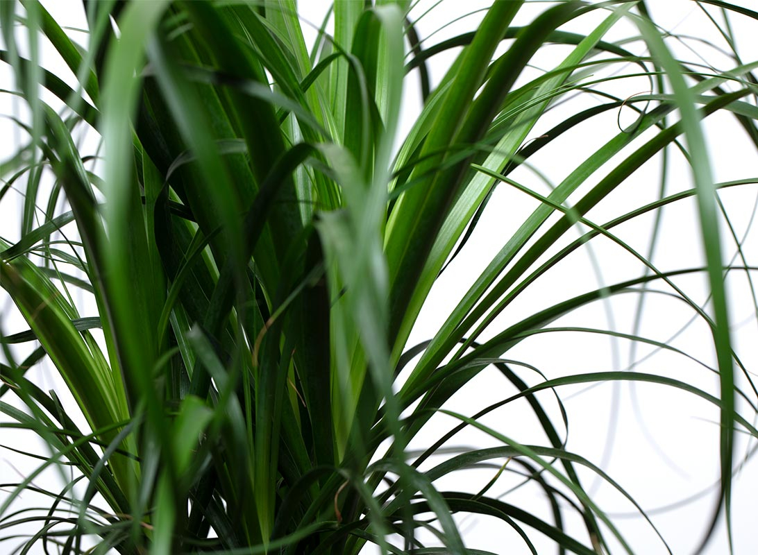 Beaucarnea ricurvata