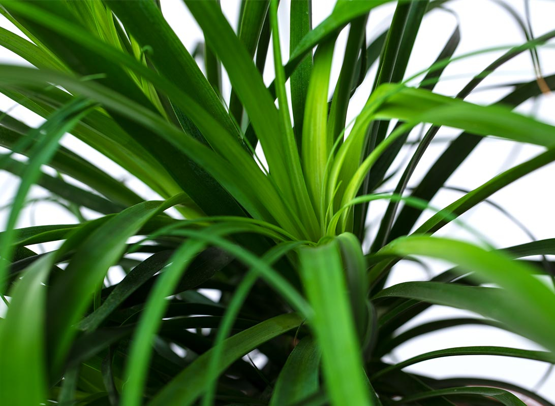 Beaucarnea ricurvata