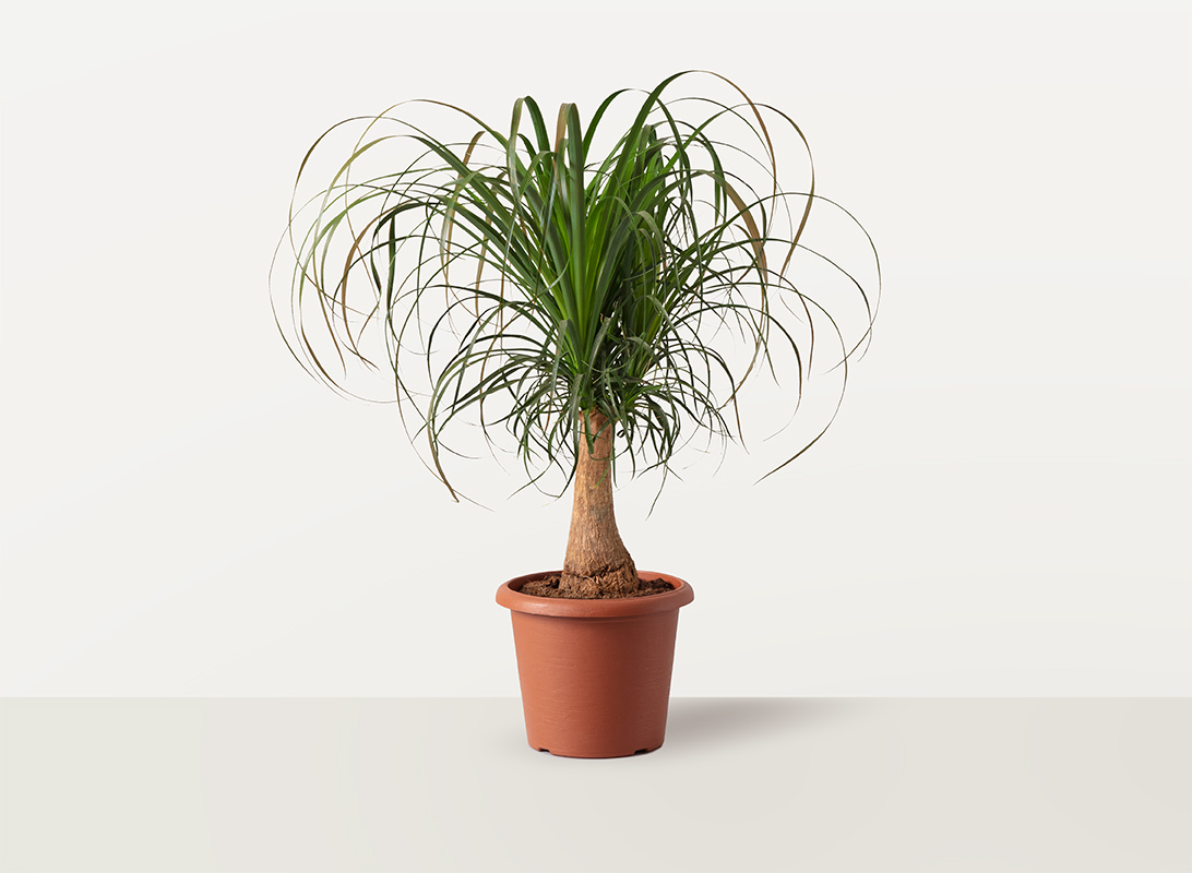 Beaucarnea ricurvata