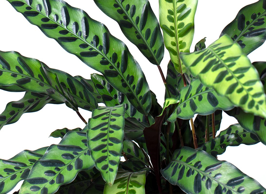Calathea insignis lancifolia