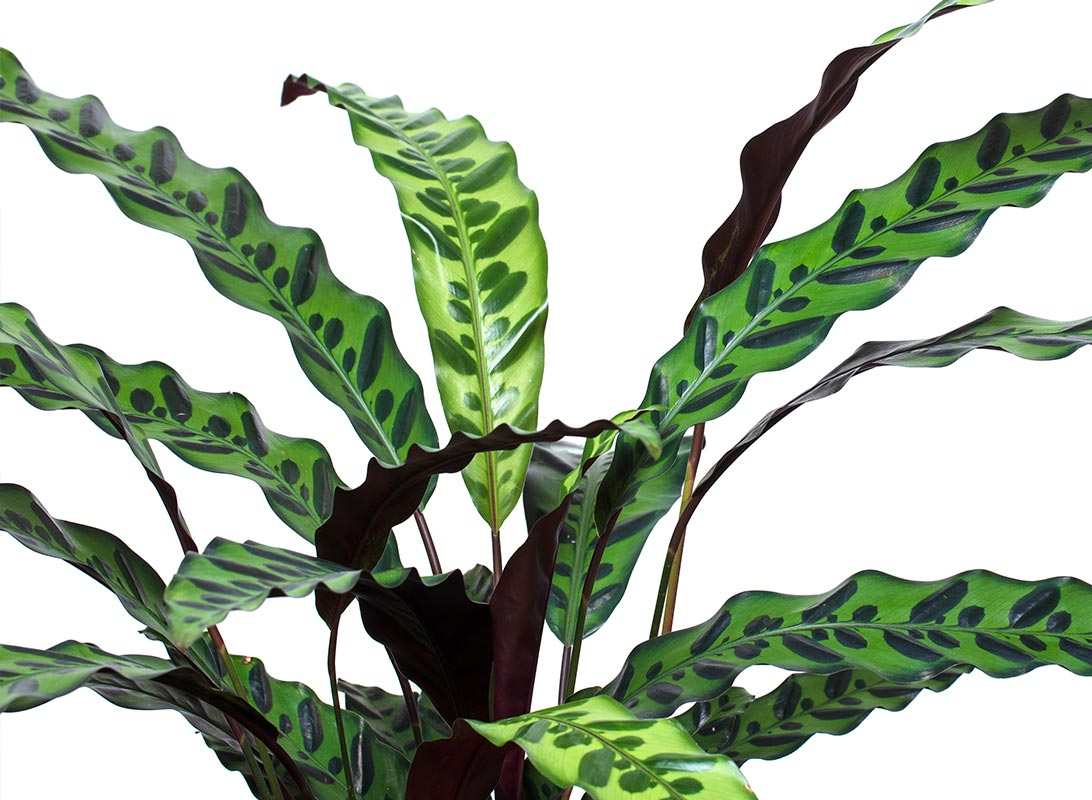 Calathea insignis lancifolia