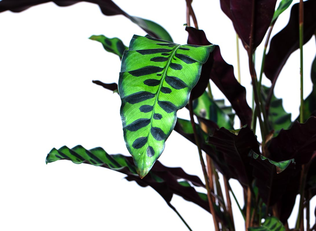 Calathea insignis lancifolia