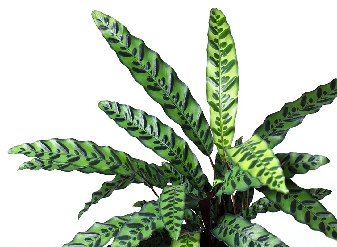 Calathea insignis lancifolia