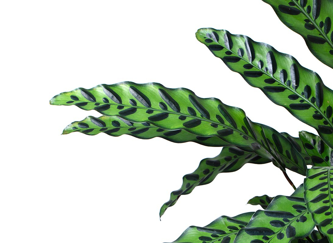 Calathea insignis lancifolia