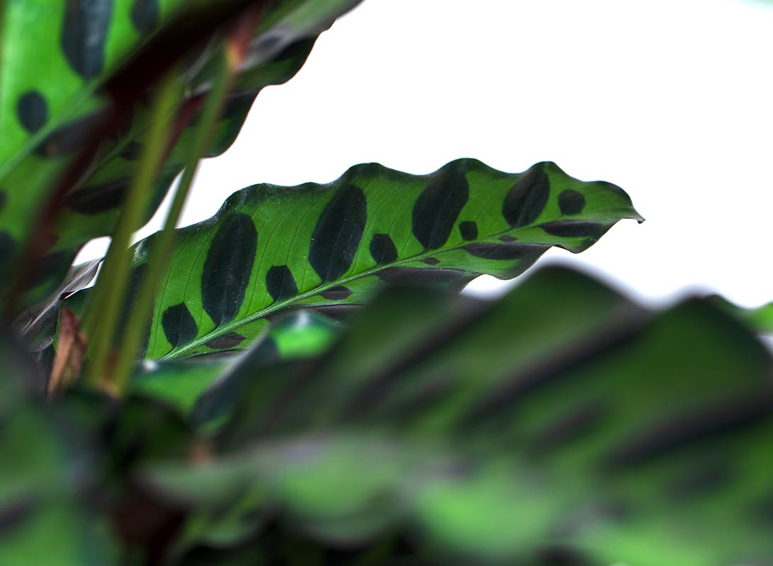 Calathea insignis lancifolia