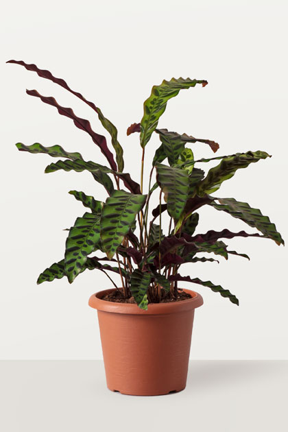 Calathea insignis lancifolia