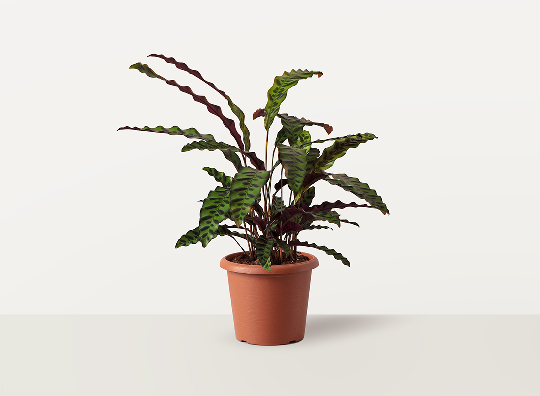 Calathea insignis lancifolia
