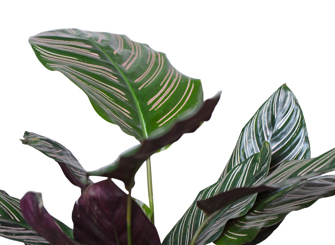 Calathea sanderiana