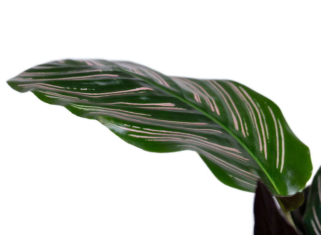 Calathea sanderiana