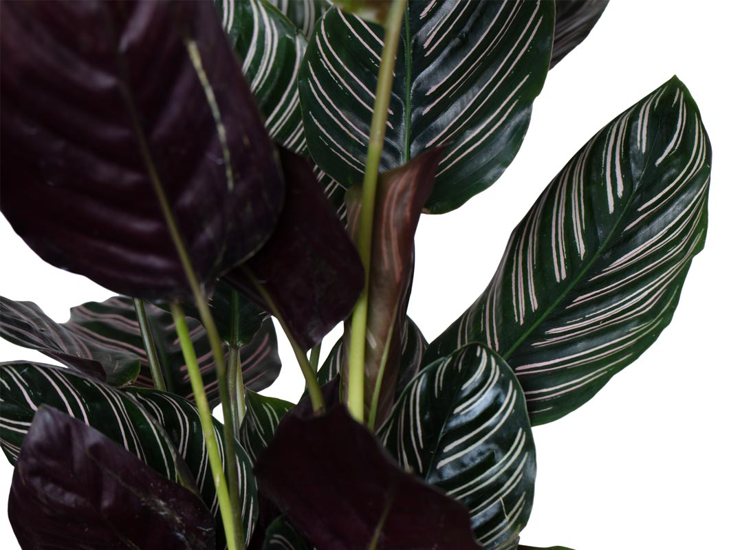 Calathea sanderiana