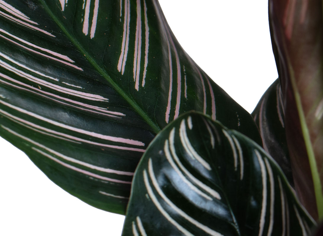 Calathea sanderiana