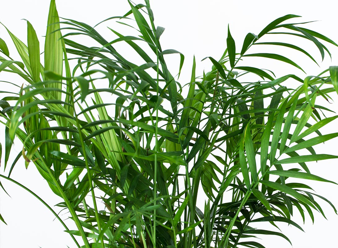 Chamaedorea elegans (Palma della fortuna)