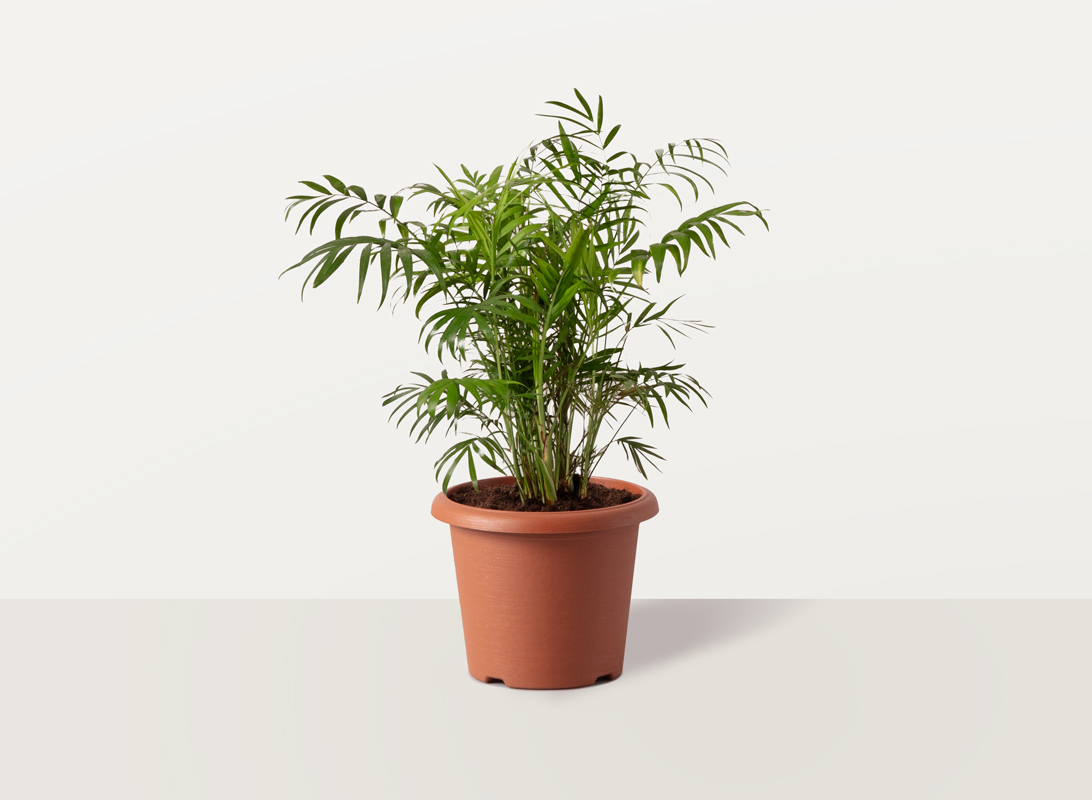 Chamaedorea elegans (Palma della fortuna)